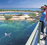 Shark Bay Marine Park - Accommodation Brunswick Heads
