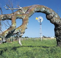 Greenough Leaning Trees - Accommodation Brunswick Heads