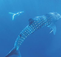 Ningaloo Marine Park - Accommodation Brunswick Heads