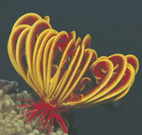 Lighthouse Bay - Accommodation Brunswick Heads