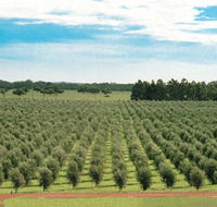 Fini Olives - Accommodation Brunswick Heads
