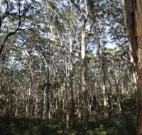 Boranup Karri Forest - Accommodation Brunswick Heads