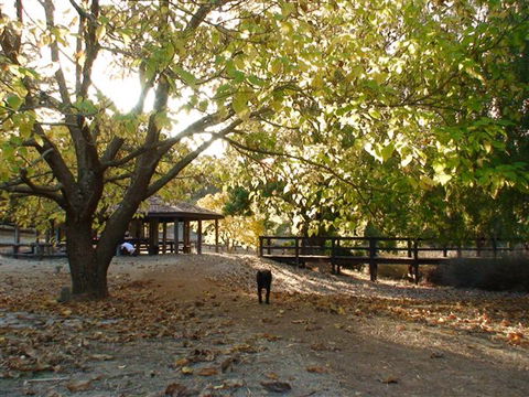 Golden Valley Tree Park - Accommodation Brunswick Heads 1