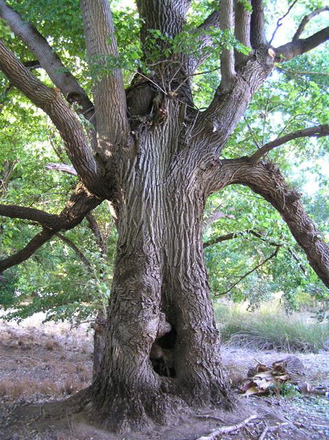 Golden Valley Tree Park - Accommodation Brunswick Heads 2