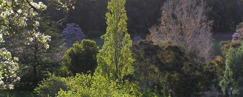 Golden Valley Tree Park - Accommodation Brunswick Heads 3