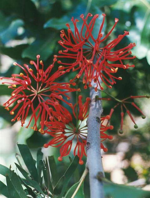 Golden Valley Tree Park - Accommodation Brunswick Heads 4