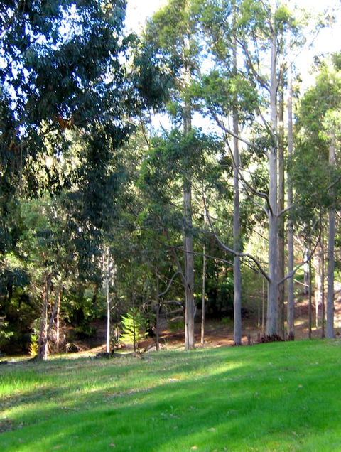 Golden Valley Tree Park - Accommodation Brunswick Heads 6