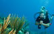 Coastal Water Dive - thumb 0