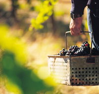 Burge Family Winemakers - Accommodation Brunswick Heads