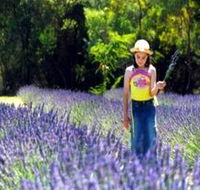 Brayfield Park Lavender Farm - Accommodation Brunswick Heads