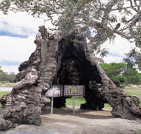 The Herbig Family Tree - Accommodation Brunswick Heads