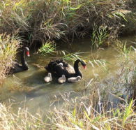Tamar Island Wetlands Reserve and Interpretation Centre - Accommodation Brunswick Heads