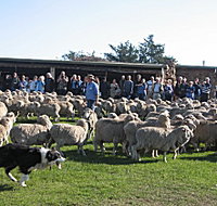Curringa Farm - Accommodation and Farm Tours - Accommodation Brunswick Heads