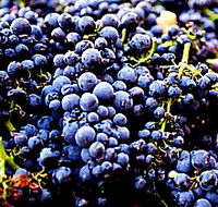 Laurel Bank Vineyard - Accommodation Brunswick Heads