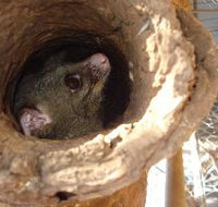 Mulga Sanctuary and Wildlife Park - Accommodation Brunswick Heads