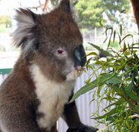 Glen-Forest Tourist Park - Accommodation Brunswick Heads