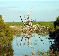 Bool Lagoon Game Reserve and Hacks Lagoon Conservation Park - Accommodation Brunswick Heads
