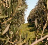 Evilo Estate - Accommodation Brunswick Heads