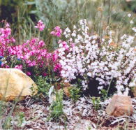 Stokes Bay Bush Garden - Accommodation Brunswick Heads