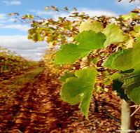 Mirabella Vineyards - Accommodation Brunswick Heads