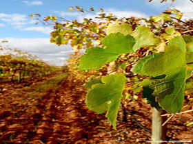 Mirabella Vineyards - Accommodation Brunswick Heads 0