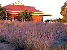 Bella Lavender Estate - Accommodation Brunswick Heads 0
