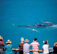 Whale Watching At Head Of Bight - Accommodation Brunswick Heads
