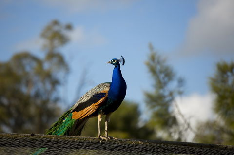 Maggie Beer's Farm Shop - Accommodation Brunswick Heads 4