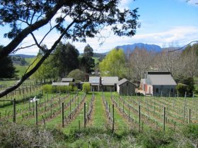 Wilmot Hills Vineyard - Accommodation Brunswick Heads 0