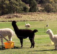 Maydena Country Cabins Accommodation  Alpaca Stud - Accommodation Brunswick Heads
