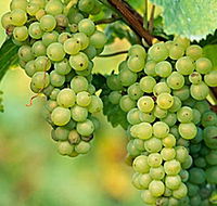 TP Vineyards - Accommodation Brunswick Heads