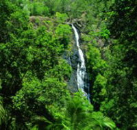 Kondalilla National Park - Accommodation Brunswick Heads