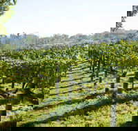 Surveyor's Hill Vineyards - Accommodation Brunswick Heads