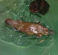 Platypus House - Accommodation Brunswick Heads