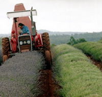 Bridestowe Lavender Farm - Accommodation Brunswick Heads