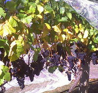 Palmara Vineyard - Accommodation Brunswick Heads