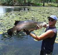 Barra Feeding - Accommodation Brunswick Heads
