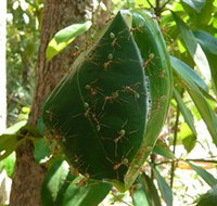 Greenant Creek Walk - Accommodation Brunswick Heads