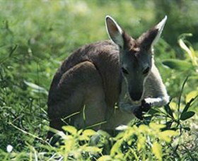  Accommodation Brunswick Heads