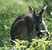 Tjaetaba Falls - Accommodation Brunswick Heads