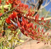 Olive Pink Botanic Garden - Accommodation Brunswick Heads