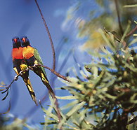 Wangi Falls Walk - Accommodation Brunswick Heads
