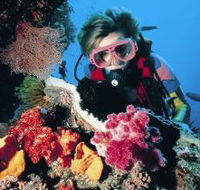 Nine Mile Reef Dive Site - Accommodation Brunswick Heads