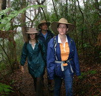 Mount Cougal Springbrook National Park - Accommodation Brunswick Heads