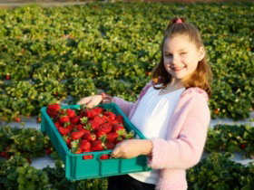 Strawberry Fields - Accommodation Brunswick Heads 0