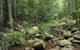 Amamoor State Forest - thumb 0