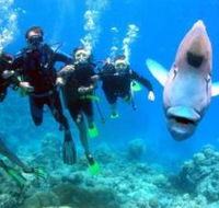 Jew Shoal Dive Site - Accommodation Brunswick Heads