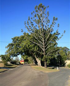 Anzac Avenue Memorial Trees, Beerburrum - Accommodation Brunswick Heads 0