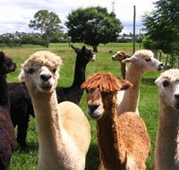 Banyandah Alpacas - Accommodation Brunswick Heads