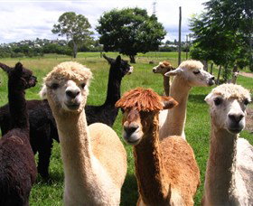 Banyandah Alpacas - Accommodation Brunswick Heads 0